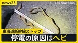 GW期間中の東海道新幹線がストップ最大96分の遅れ6万7000人に影響　停電の原因は「体長約100センチのヘビ」実は過去にも…【news23】|TBS NEWS DIG