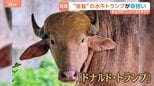 “金髪の水牛トランプ”が命拾い 「唯一の違いは、“牛”か“人間”かだけ」|TBS NEWS DIG
