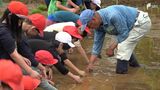「お米の大切さ学んで」小学生が田植え体験 泥まみれになりながら1本1本、丁寧に＝静岡・下田市|TBS NEWS DIG