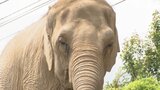祝還暦！アジアゾウ「ダンボ」40年以上担当したレジェンド飼育員が記念のトークショー「色んなことをすぐに覚えた」＝静岡市・日本平動物園|TBS NEWS DIG