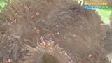 カクレクマノミがイソギンチャクと共生している理由って? | 愛媛のニュース - Nスタえひめ|あいテレビは6チャンネル