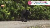 クマの目撃情報が相次ぐ…早すぎる春がエサに影響か　人里に降りてくる恐れも　富山　|　富山のニュース｜天気・防災｜チューリップテレビ