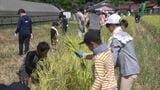 稲刈り体験イベント | 福岡のニュース|RKB NEWS|RKB毎日放送