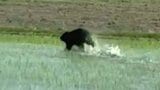 撮影されていたのは「逃げるクマ」人の気配に気付いたか…　田んぼ→畑→道路へ　周辺には放課後デイサービス　グラウンドには残された足跡「実際に子どもたちも来る場所なので安全面が心配に…」　青森県鶴田町|TBS NEWS DIG