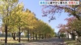 日差したっぷり 高気圧に緩やかに覆われ 過ごしやすい一日に 富山 | 富山のニュース|天気・防災|チューリップテレビ