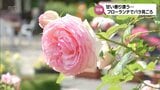 約50品種のバラが見ごろを迎える 宮崎市のフローランテ宮崎 | MRTニュース | MRT宮崎放送
