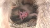 高崎山で今年初めての赤ちゃんザル誕生 名前は「バンパク」 大分 | 大分のニュース|OBS NEWS|大分放送