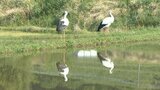 絶滅危惧種で国の特別天然記念物 コウノトリのオスとメスが飛来 大分・湯布院町 | 大分のニュース|OBS NEWS|大分放送