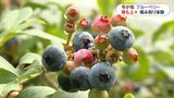 「狙いは一番大きいもの」今が旬！ブルーベリー　鹿児島・薩摩川内市|TBS NEWS DIG