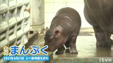 愛媛県立とべ動物園の人気者 カバのまんぷくが埼玉へお引っ越し 4日にお別れ会|TBS NEWS DIG