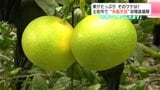 「何個でも食べられます」果汁たっぷり そのワケは? 今が旬“水晶文旦”収穫最盛期 | 高知のニュース・天気|KUTV NEWS | KUTVテレビ高知