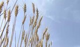 「麦秋」松本市で小麦の収穫が最盛期迎える 雪が少なく春先の雨も影響して収量は当初の計画より少なくなる見込み|TBS NEWS DIG