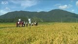 彌彦の神様に捧げるコメを刈る『抜穂祭』 | 新潟のニュース・天気|BSN NEWS|BSN新潟放送