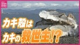 真夏に発生する猛毒･硫化水素を無毒化！ 広島カキの救世主はカキ殻！？　|　RCC NEWS | 広島ニュース | RCC中国放送