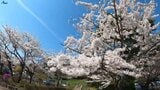 【映像企画・撮りどき】市民が憩うサクラの名所 高松の池・盛岡城跡/岩手・盛岡市|TBS NEWS DIG