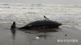 体長４ｍほどの死んだクジラ漂着、ミンククジラか…専門家が調査後に処分へ　北海道網走市鱒浦の海岸|TBS NEWS DIG