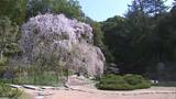 【サクラだより】岡山市中区・曹源寺のしだれ桜も散り始めに 岡山は各地で満開|TBS NEWS DIG