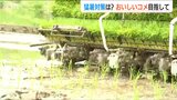 「猛暑で去年の一等米比率は過去最低 今年こそリベンジへ…」少雪による水不足が懸念される中 南魚沼で田植え始まる|TBS NEWS DIG