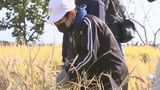 弥生時代の石器「石包丁」使って児童が稲刈り体験 大分 | 大分のニュース|OBS NEWS|大分放送