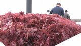 まるでニワトリ?紅色の“トサカノリ”が水揚げ好調 コリッとした食感で海藻サラダや刺身のおともに 熊本・天草市 | 熊本のニュース|RKK NEWS|RKK熊本放送