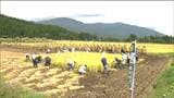 「そのまま食べたくなった」手作業で稲刈り体験 親子が参加 宮城・大崎市|TBS NEWS DIG