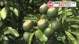 “例年のわずか2%” の雨に猛暑で『ミカンが悲鳴』 農家「出荷は最悪半分くらいに」 熊本 | 熊本のニュース|RKK NEWS|RKK熊本放送