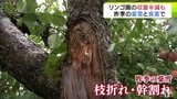 昨シーズンの“豪雪”と「食害」のダブルパンチで収量が半減のリンゴ園も… 青森市・西秀記 市長が園地を視察 苗木の補助について「何とか対応できないか検討したい」|TBS NEWS DIG