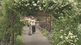 くじゅう花公園のバラ満開 350品種1600株 大分・竹田市 | 大分のニュース|OBS NEWS|大分放送