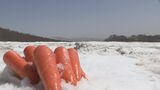 雪の中でひと冬じっくり…甘い！スノーキャロット　雪が少なかったこの冬の出来は？　長野・飯山市|TBS NEWS DIG