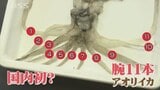 一夜干しにしようと思ったら…腕が多い!腕11本のアオリイカ見つかる 釣ったのはイカ釣り1年目の女性|TBS NEWS DIG