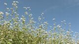 岐阜・高山市でソバの花が見ごろ「天気に恵まれソバにとって良い年」10月には“新そば”味わえる | 名古屋・愛知・岐阜・三重のニュース【CBC news】 | CBC web
