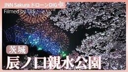 桜と花火の共演【JNN sakuraドローンDIG 2026】|TBS NEWS DIG
