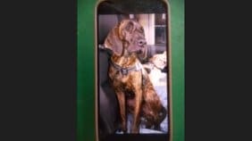 【速報】脱走した大型の猟犬「プロット・ハウンド」発見　散歩のあと檻が未施錠に…檻にエサ置いていたところ戻る　けが人の報告なし　滋賀・大津市|TBS NEWS DIG