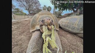 141歳の「動物園の女王」死ぬ　米・サンディエゴ動物園のガラパゴスゾウガメ「グランマ」 死んだ時の推定年齢で“園内最高齢”| TBS CROSS DIG with Bloomberg