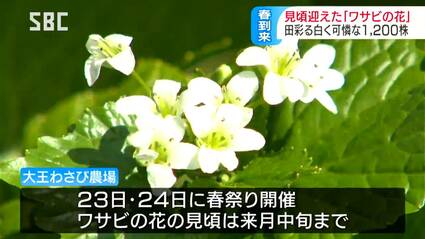 いよいよ春が来るかなって感じ」陽気に誘われミツバチも…緑の葉の中に