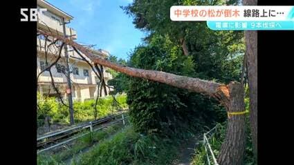 倒木 松本市の中学校 敷地内のアカマツ9本を伐採へ…倒木で電車運行に影響