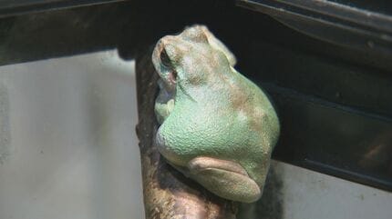 特別呪物★両思い+美貌を手にする引き寄せカエルオルゴナイト 特別呪物☆両思い+美貌を手にする引き寄せカエルオルゴナイト 特別呪物