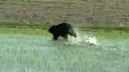 撮影されていたのは「逃げるクマ」人の気配に気付いたか… 田んぼ→畑