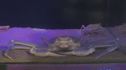 ズワイガニなのに「青紫色」 食べられるはずだった運命が… 水槽の中で