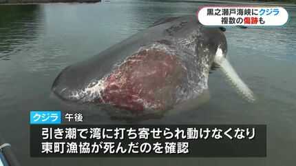 くじら 今年は「クジラの当たり年?!」ニューヨーク沖で目撃増！ホエール
