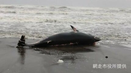 体長4mほどの死んだクジラ漂着、ミンククジラか…専門家が調査後に