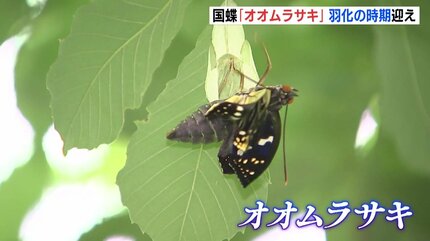 国蝶「オオムラサキ」が羽化の時期迎え 美しい姿を間近に 広島県府中市