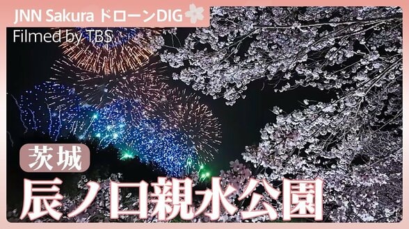 桜と花火の共演【JNN sakuraドローンDIG 2026】|TBS NEWS DIG