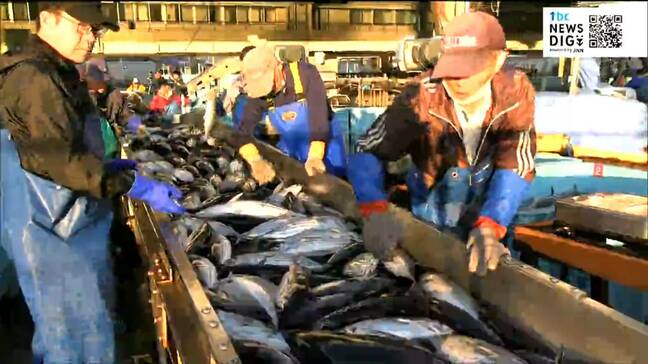 水産事業者に10万円から50万円支給へ カツオの記録的不漁で気仙沼市が支援金 宮城|TBS NEWS DIG