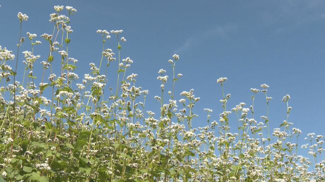 岐阜･高山市でソバの花が見ごろ「天気に恵まれソバにとって良い年」10月には“新そば”味わえる|TBS NEWS DIG
