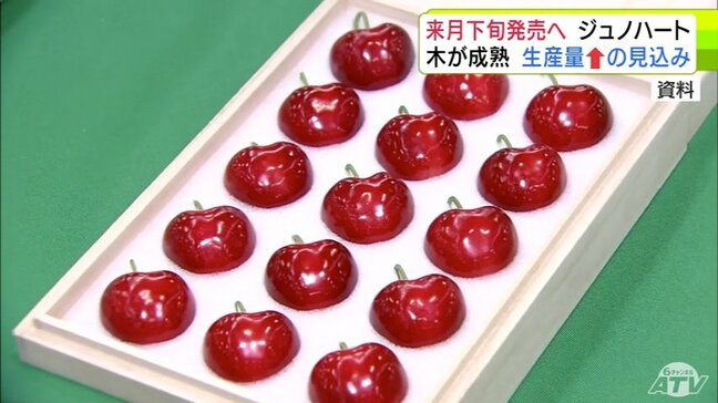 「ジュノハート」6月下旬に発売へ　生育順調で生産量も2024年より増える見込み　デビューから7年目となり木も成熟　|TBS NEWS DIG
