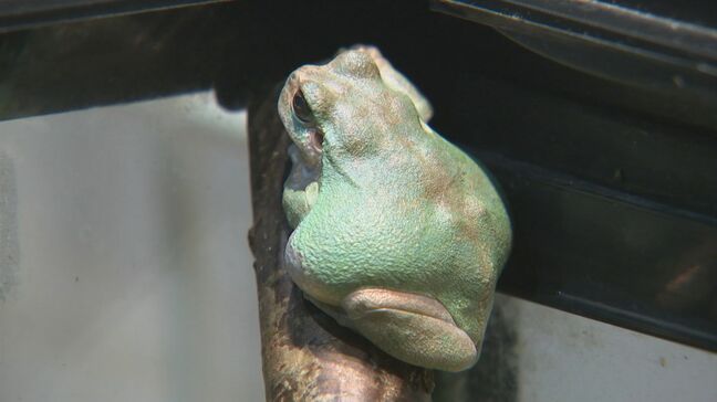 年齢は15歳超のご長寿カエル「マツコ」　ニホンアマガエルなのに…体の色は“ターコイズブルー”　なぜ青い？なぜご長寿？|TBS NEWS DIG