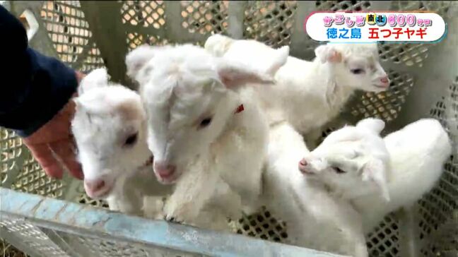 徳之島・伊仙町で珍しい“ヤギの五つ子”誕生　81歳の飼い主も子育てに参加【かごしま南北600キロ】|TBS NEWS DIG
