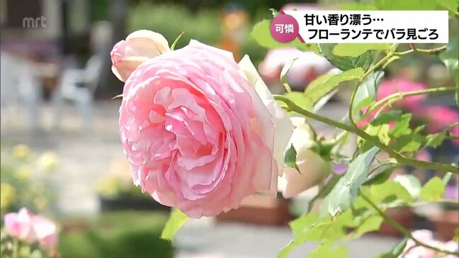 約50品種のバラが見ごろを迎える 宮崎市のフローランテ宮崎|TBS NEWS DIG