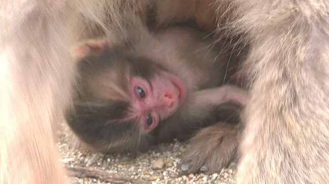 高崎山で今年初めての赤ちゃんザル誕生 名前は「バンパク」 大分|TBS NEWS DIG